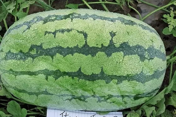 西瓜只為夏天而生嗎？
