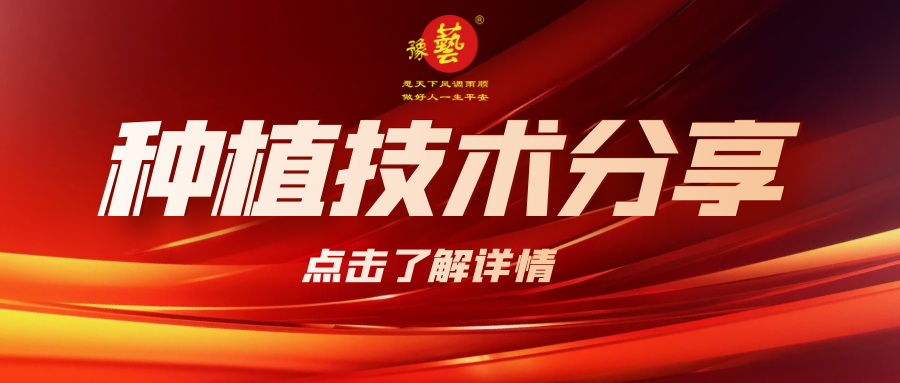 要想種出精品率高的胡蘿卜，這7點要注意！