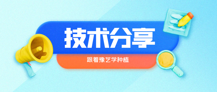 秋大棚辣椒、番茄育苗關鍵技術分享