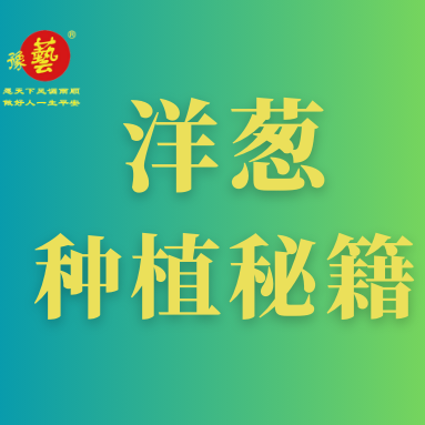 洋蔥種植秘籍：掌握這八點，種出優(yōu)質洋蔥！